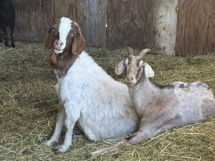 Two goats resting in hay