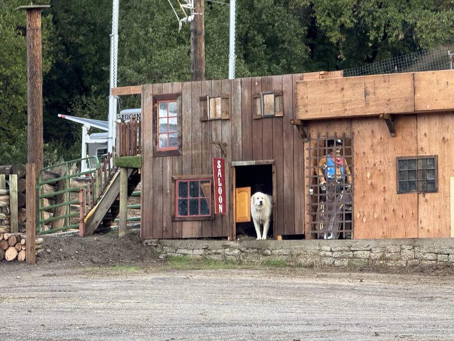 Ranch dog at the saloon