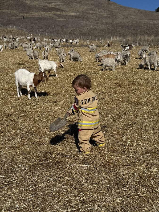 Child among the herd