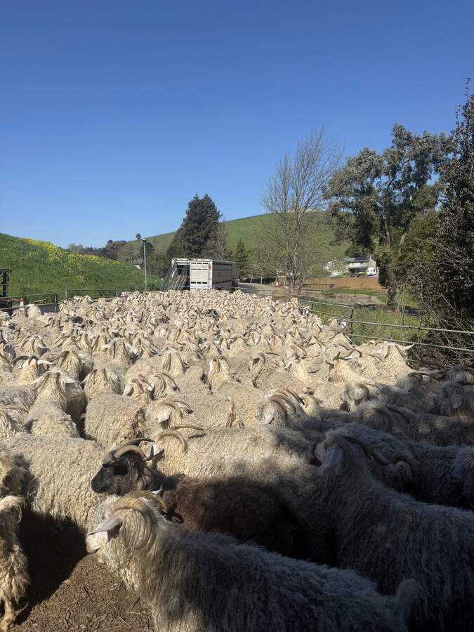 The full Goats R Us herd