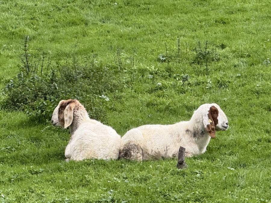 Goats on green hillside