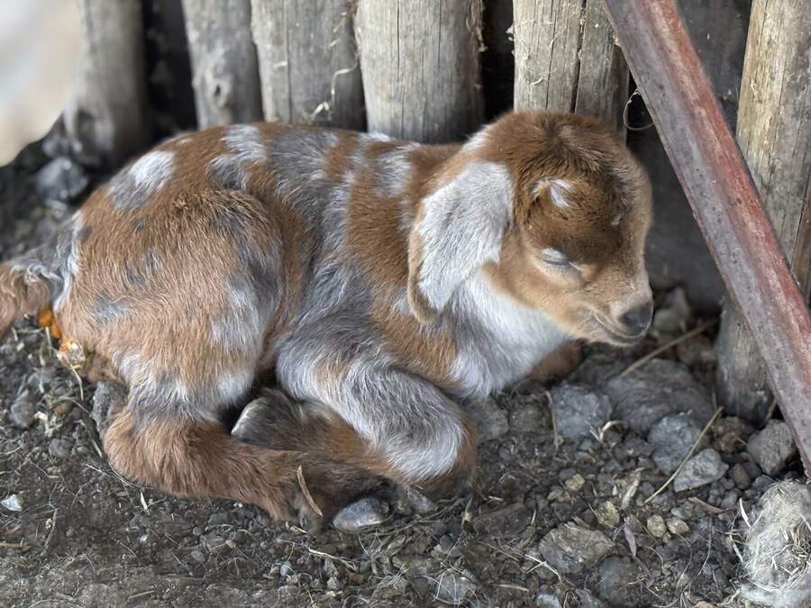 Sleeping baby goat