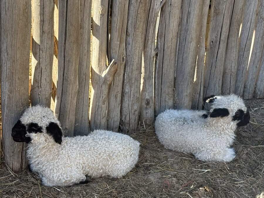 Black-faced fluffy goats