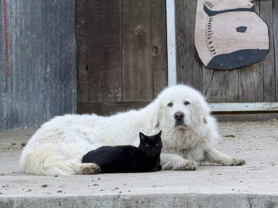 Ranch dog and cat