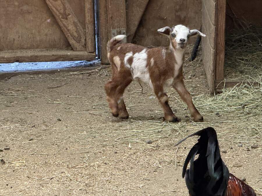 Baby goat in the barn