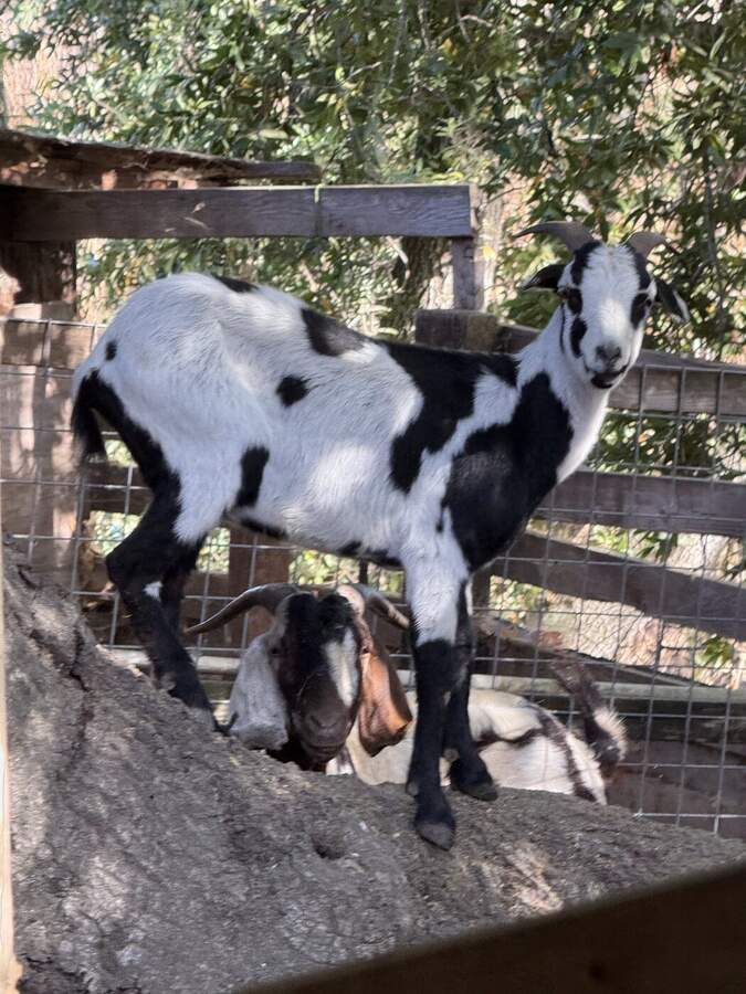 Black and white spotted goat
