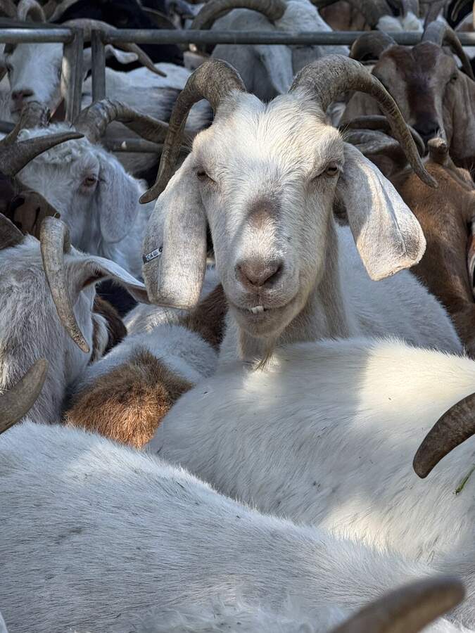 Goat looking into camera from within the herd