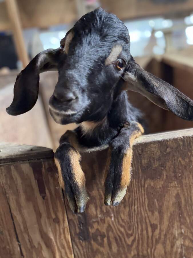 Baby goat peering over a fence