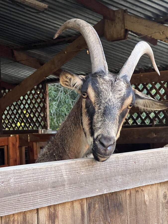 Goat with impressive curved horns