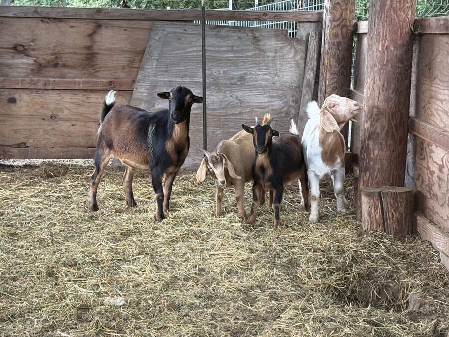 Mother goat with kids in barn