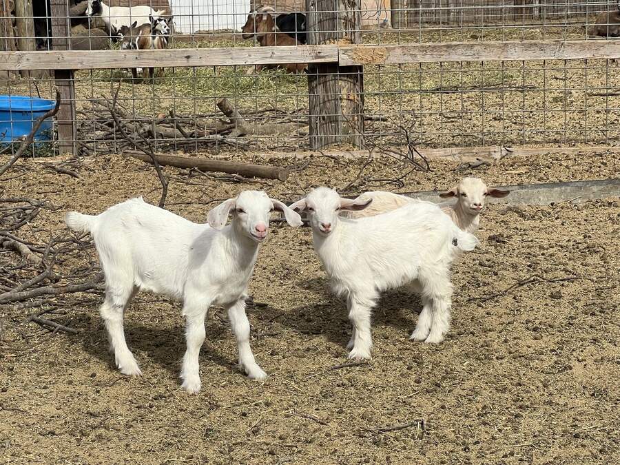 Two white baby goats