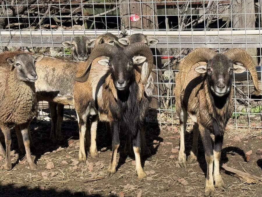 Rams with curled horns