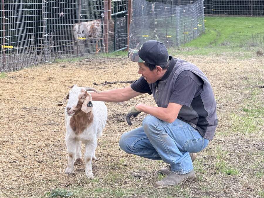 Herdsman with the herd