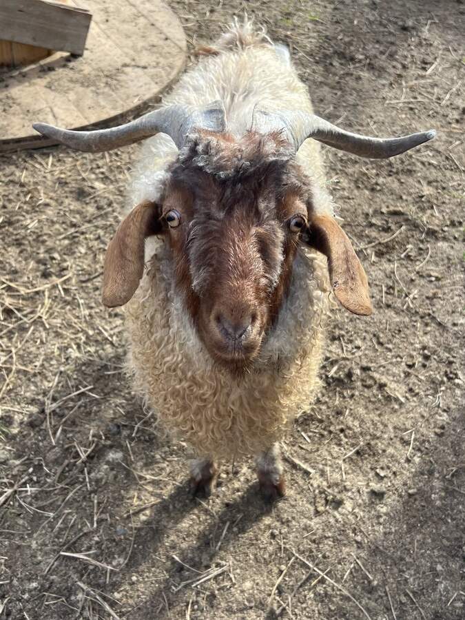 Curly-fleeced goat with curved horns