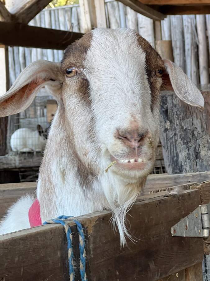 Grinning goat
