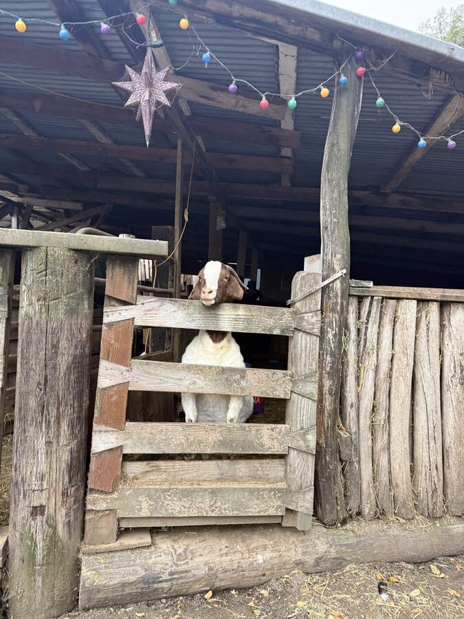 Goat in barn with festive lights