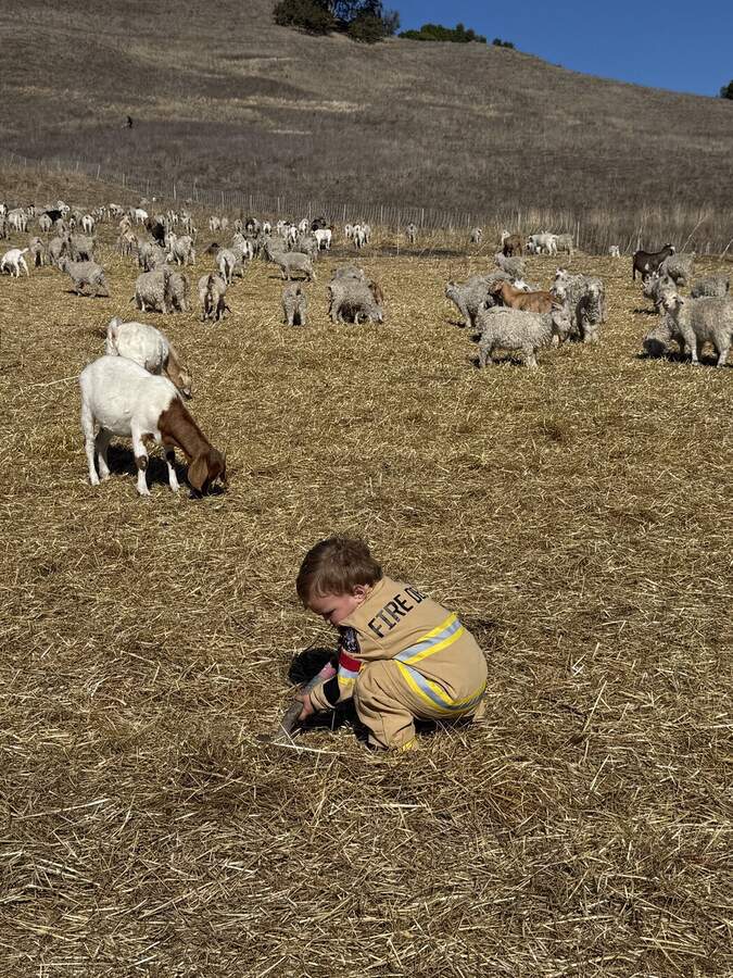 Child in firefighter suit among the herd