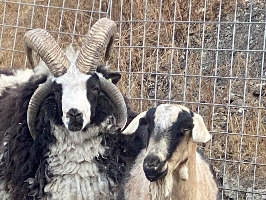 Ram with curved horns