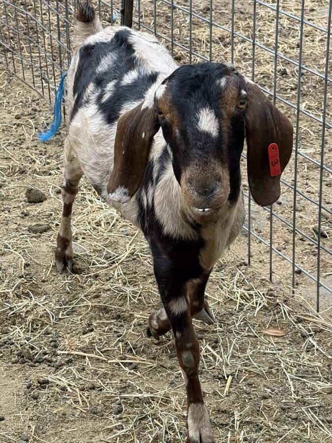 Young black and white spotted goat