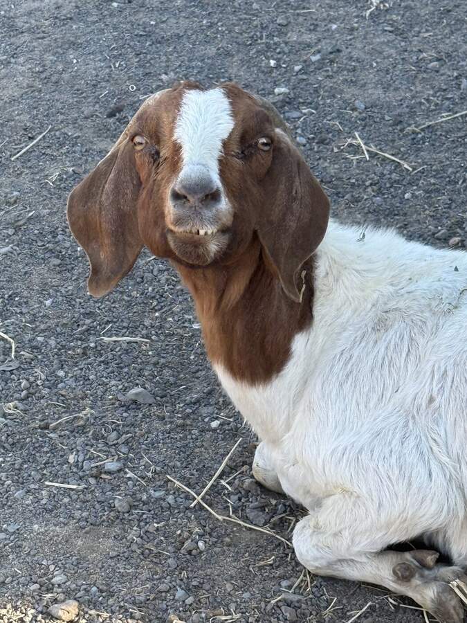 Boer goat lying down