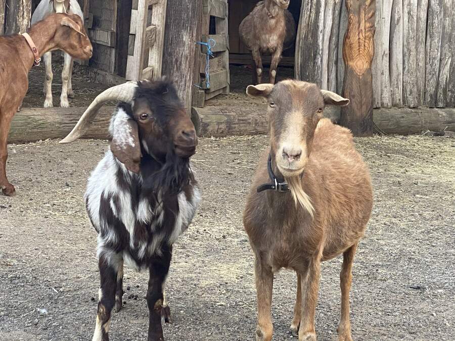 Two goats at the barn