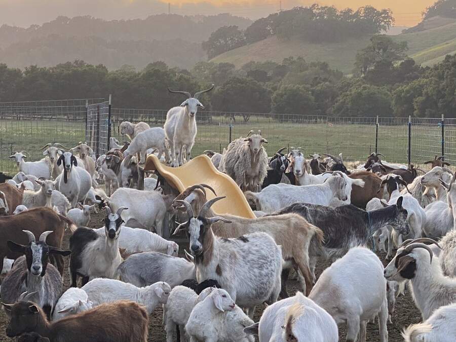 Large herd at golden hour