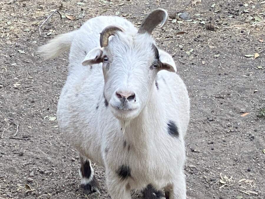 White goat with small spots