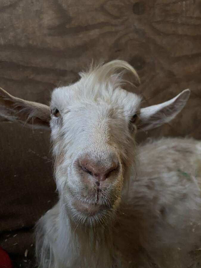 Elderly white goat