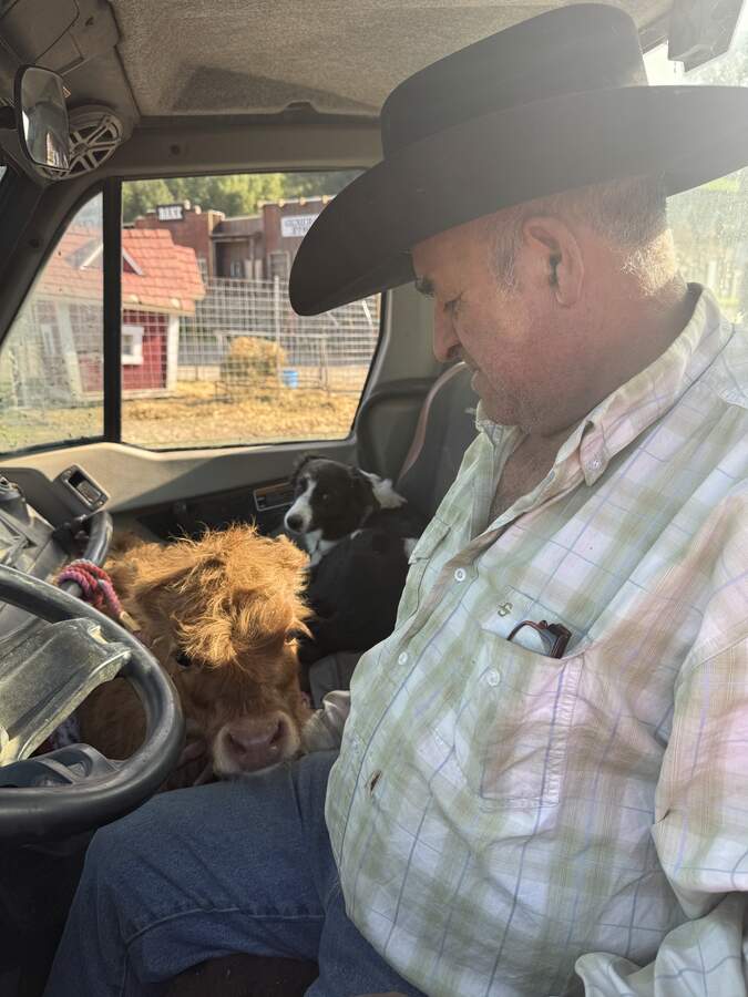 Egon with a baby calf in the truck