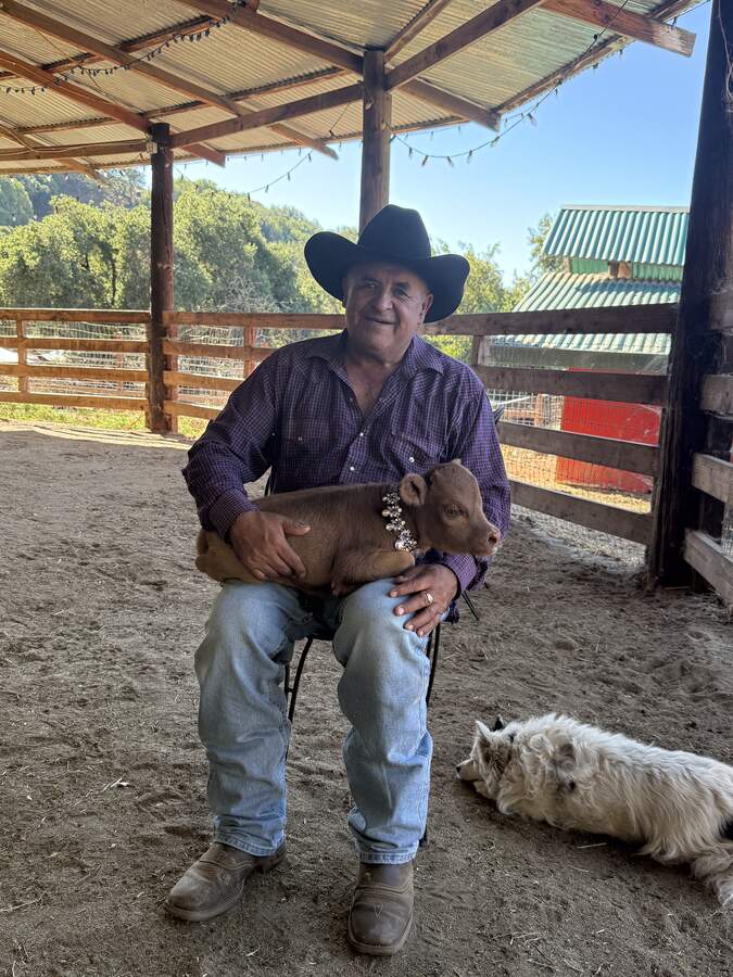 Herdsman with a baby calf