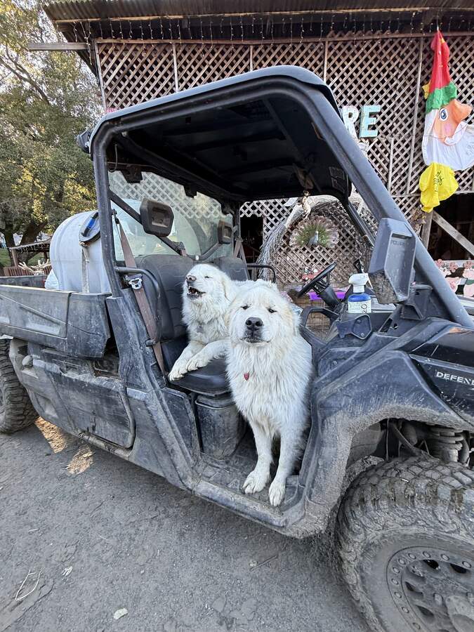 Ranch dogs in the UTV